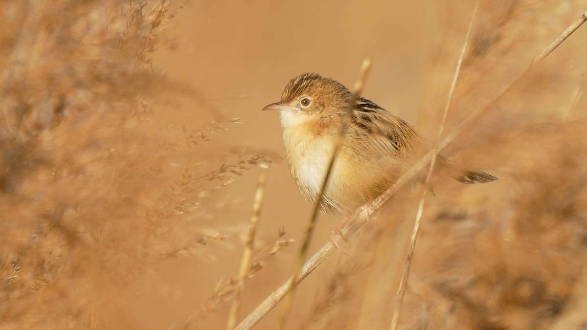 Zitting Cisticola - ML627684869