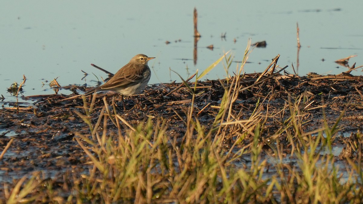 Water Pipit - ML627684872