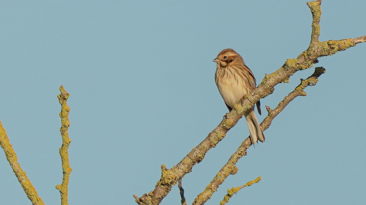 Reed Bunting - ML627684873