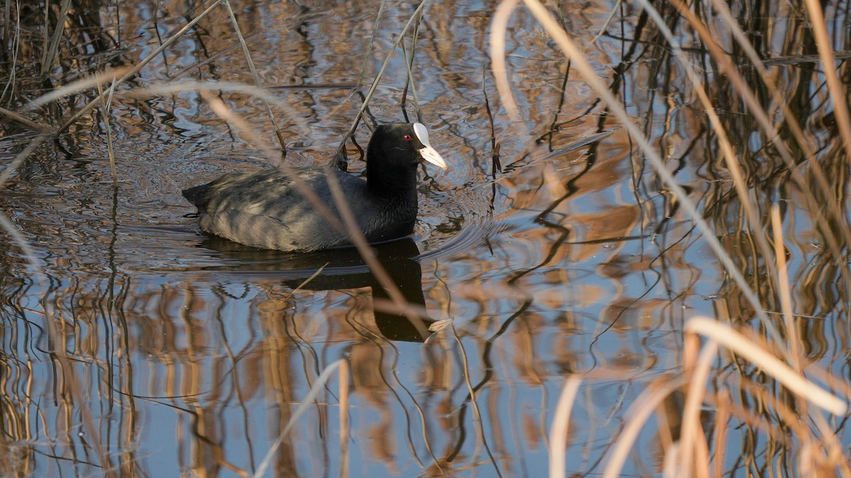 Eurasian Coot - ML627684881