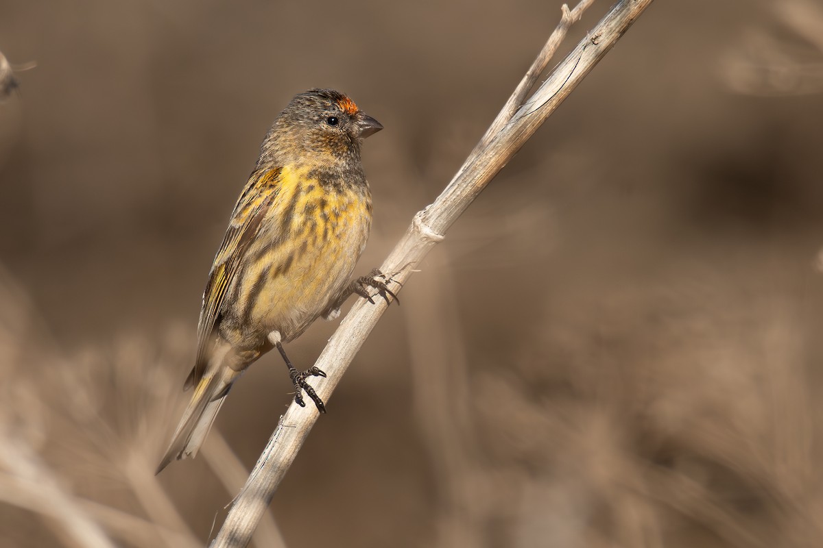 Fire-fronted Serin - ML627684883