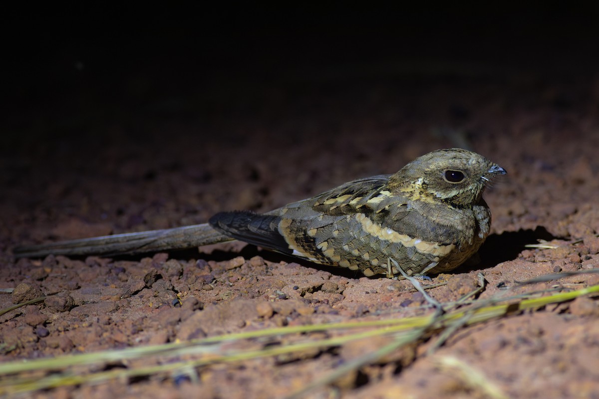 Long-tailed Nightjar - ML627684894