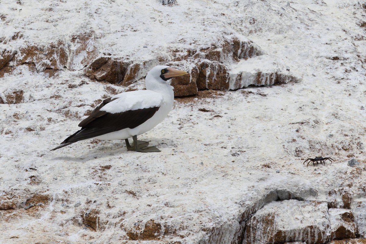 Nazca Booby - ML627684956