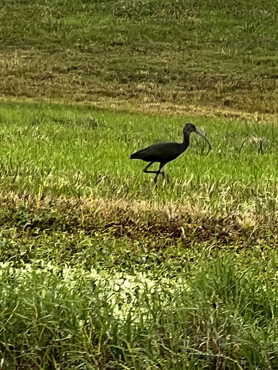 White-faced Ibis - ML627684963