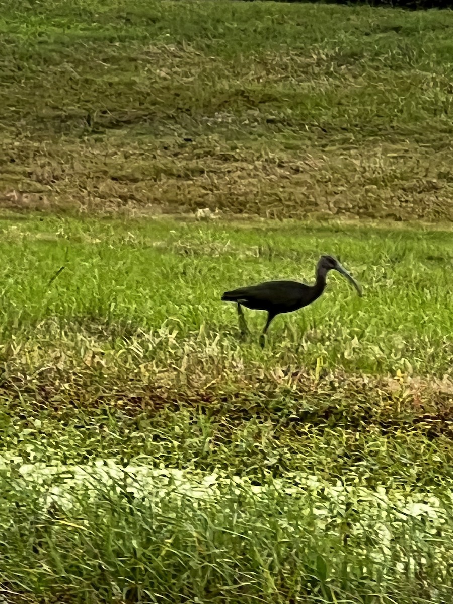 White-faced Ibis - ML627684964