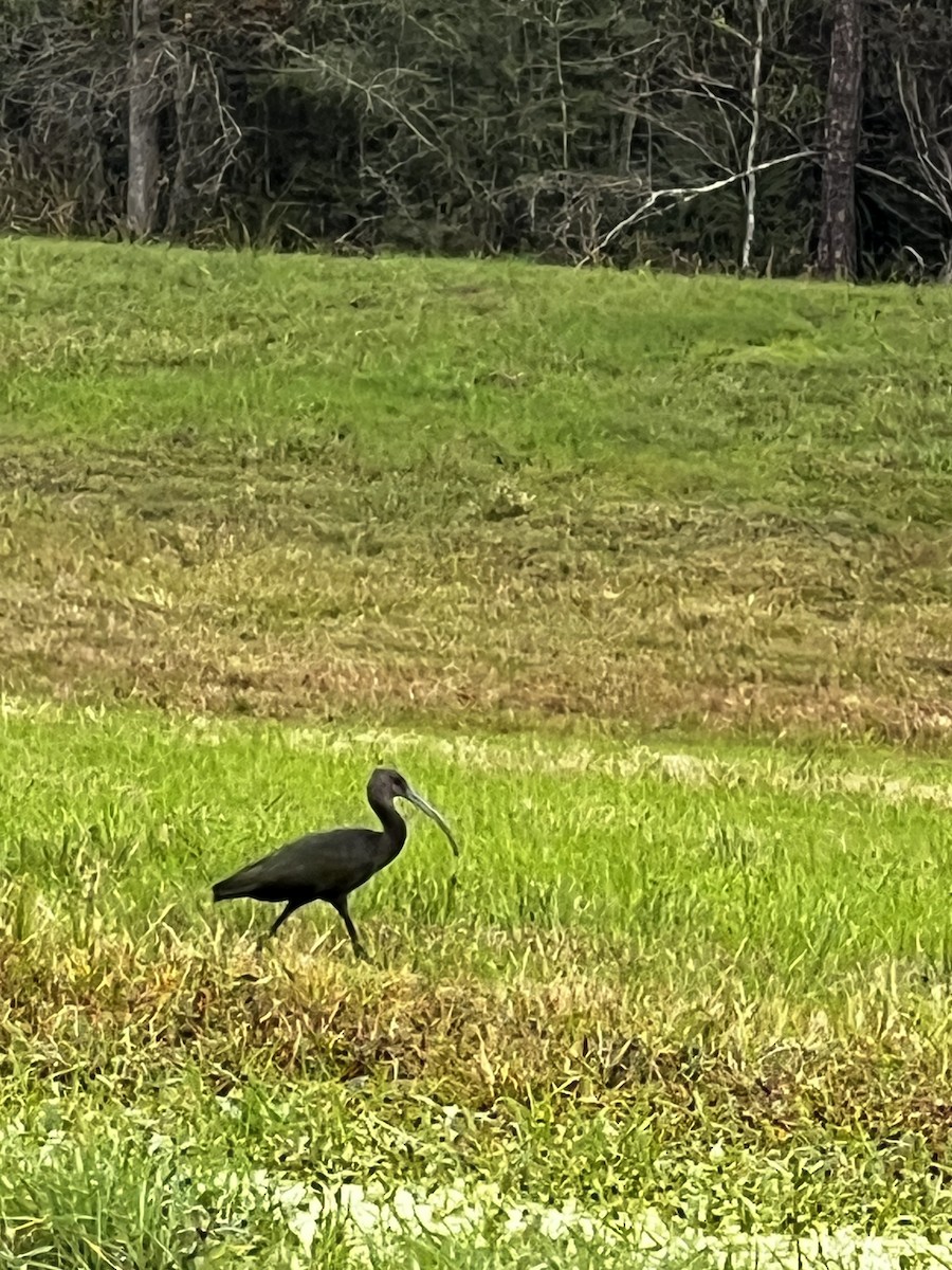 White-faced Ibis - ML627684966