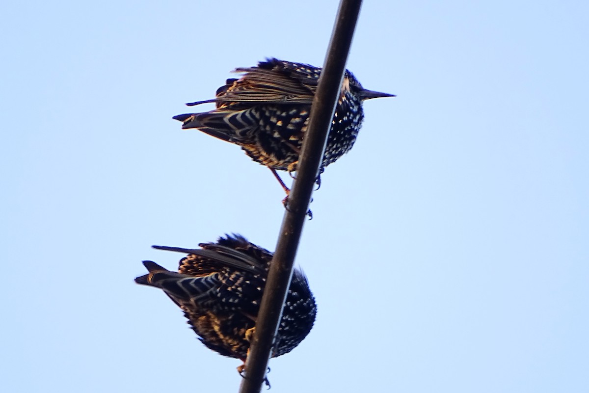 European Starling - ML627684987