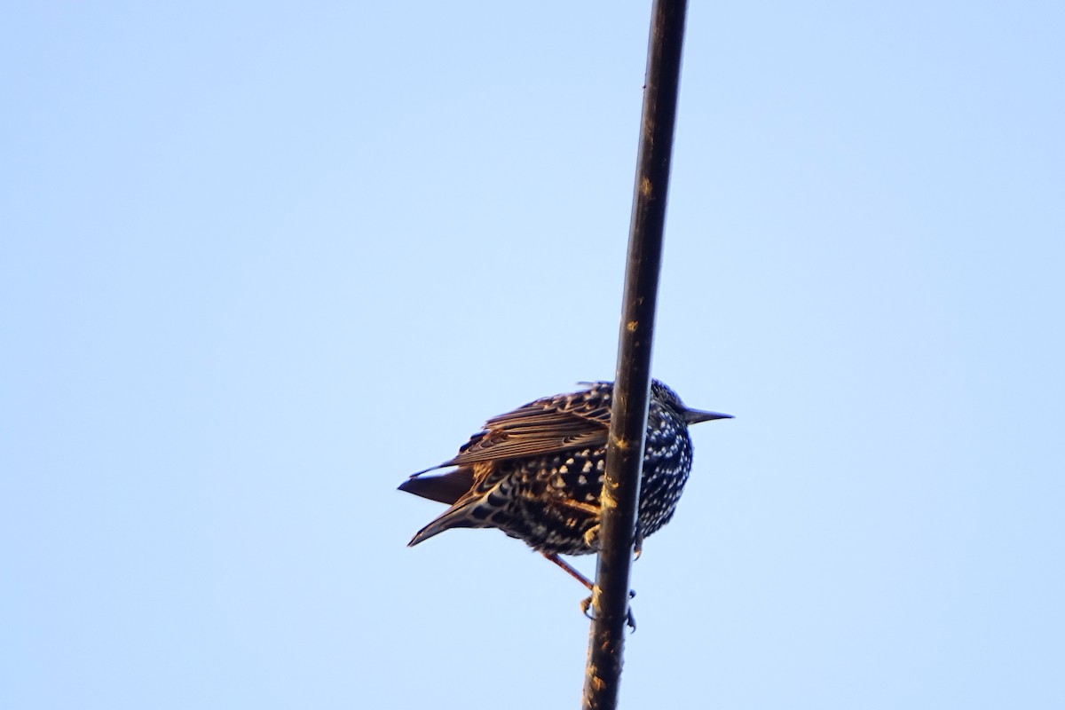 European Starling - ML627684988