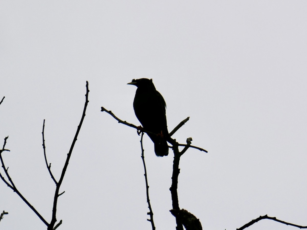 Crested Myna - ML627685027