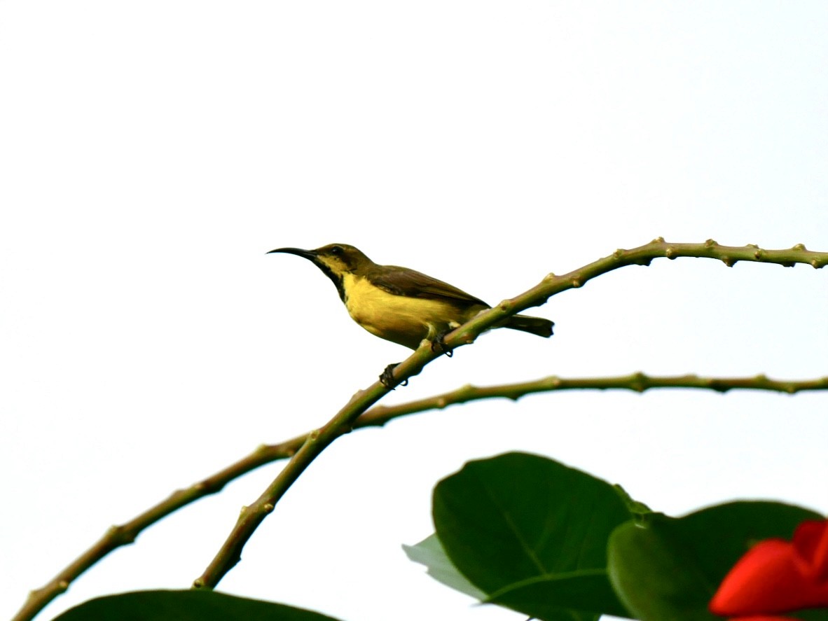 Garden Sunbird - ML627685049