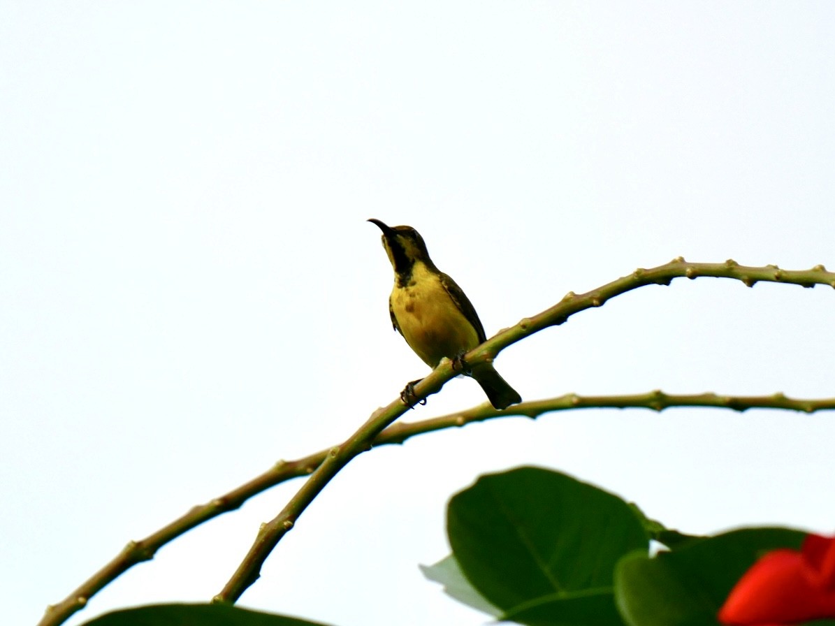 Garden Sunbird - ML627685051