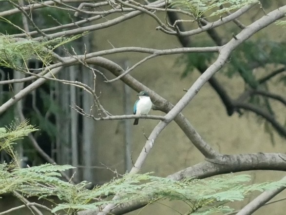 Collared Kingfisher - ML627685068