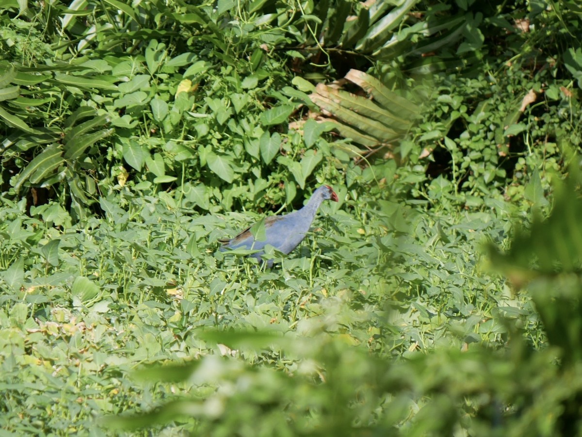 Philippine Swamphen - ML627685098