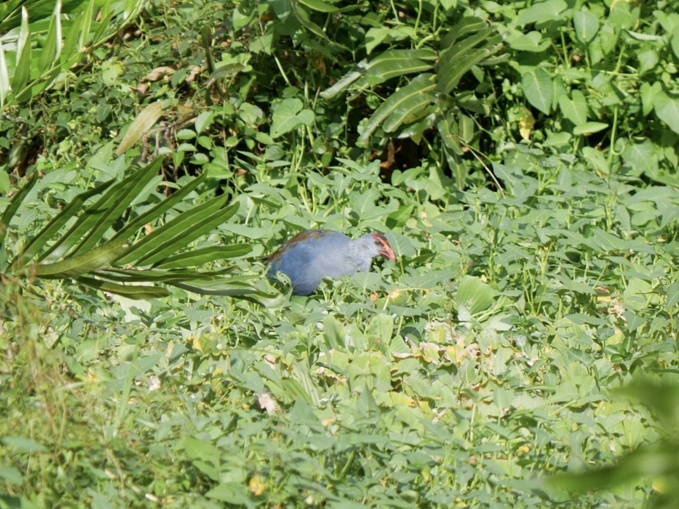 Philippine Swamphen - ML627685099