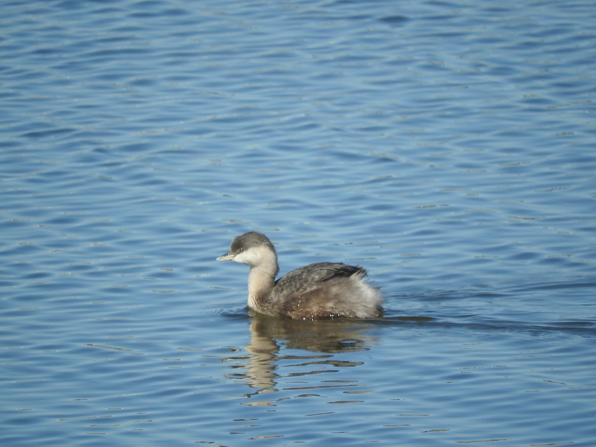 Hoary-headed Grebe - ML627685204