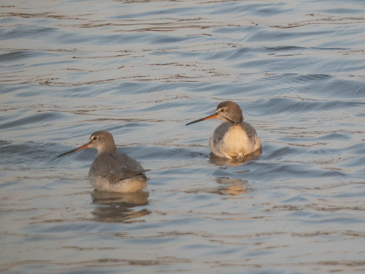 vodouš tmavý - ML627685385