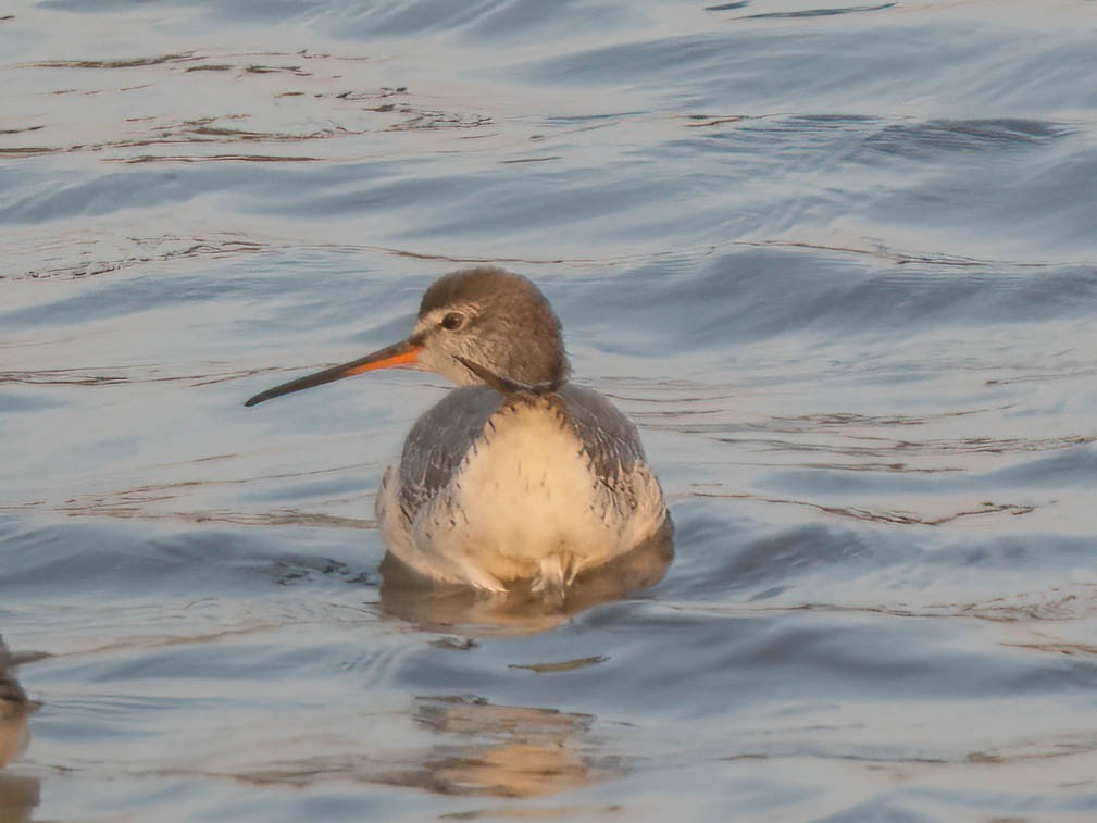 vodouš tmavý - ML627685386