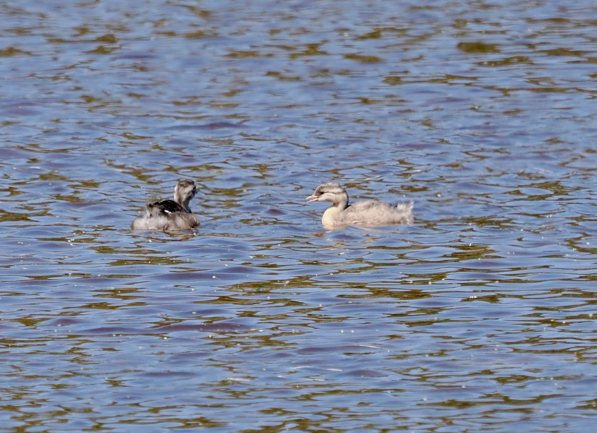 Hoary-headed Grebe - ML627685443