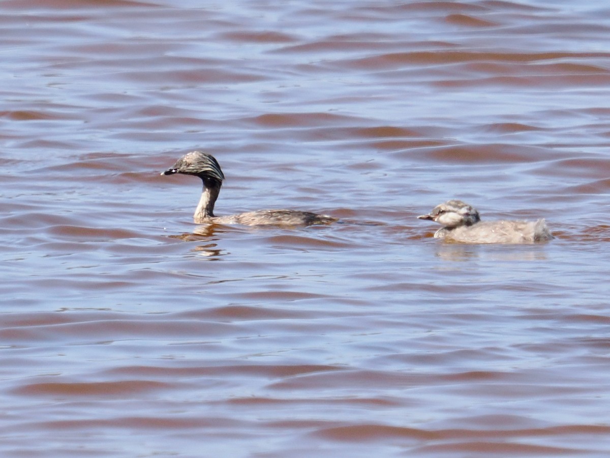 Hoary-headed Grebe - ML627685444