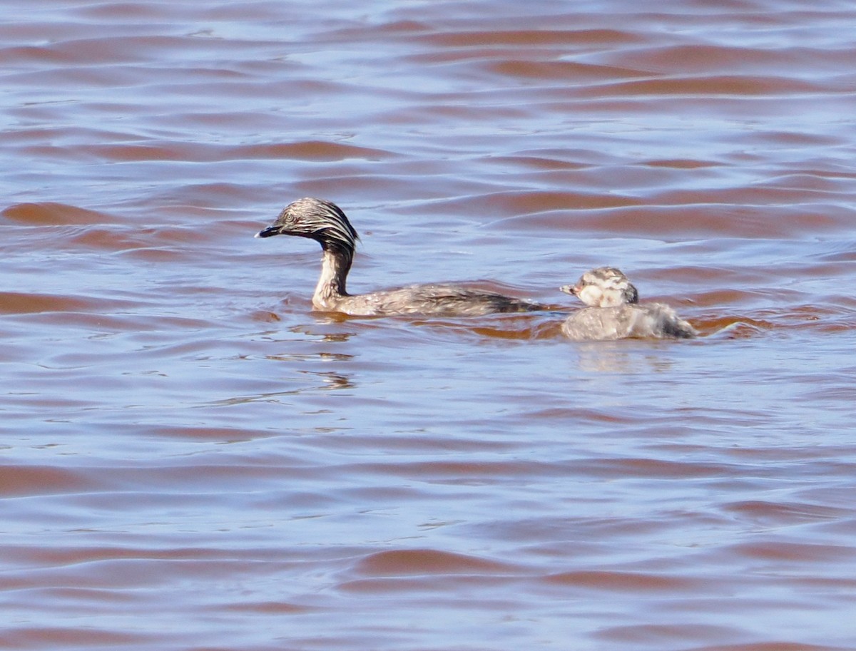 Hoary-headed Grebe - ML627685445