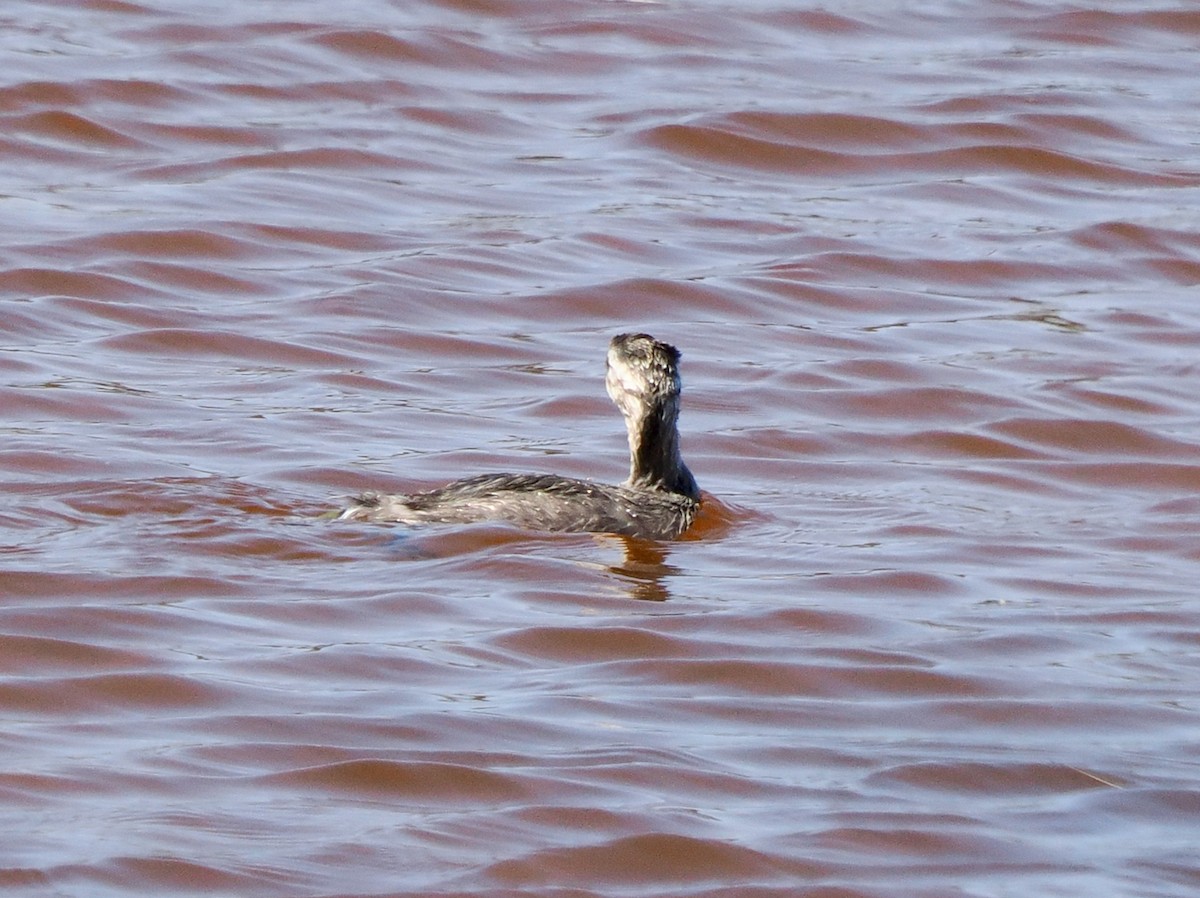 Hoary-headed Grebe - ML627685446