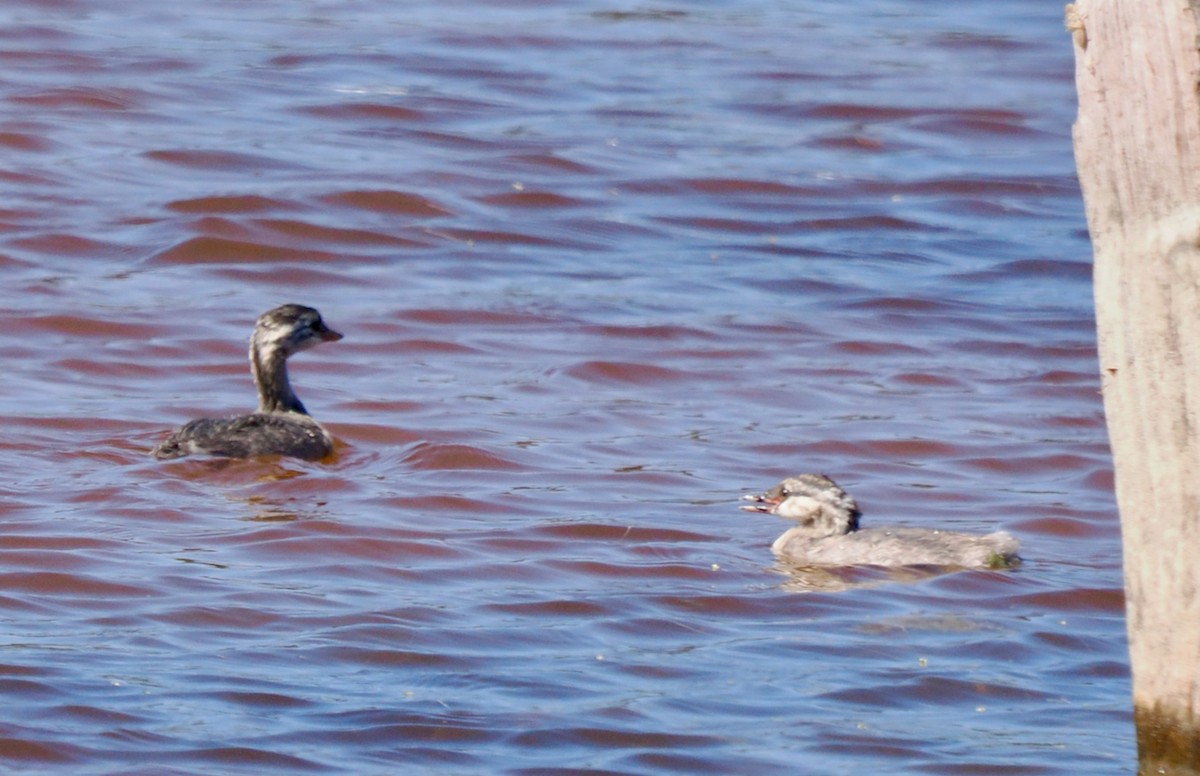 Hoary-headed Grebe - ML627685447