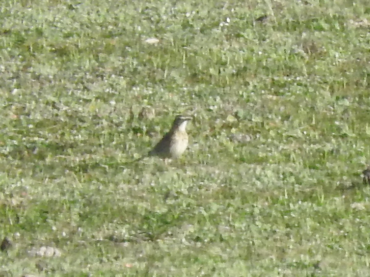 Australian Pipit - ML627685460