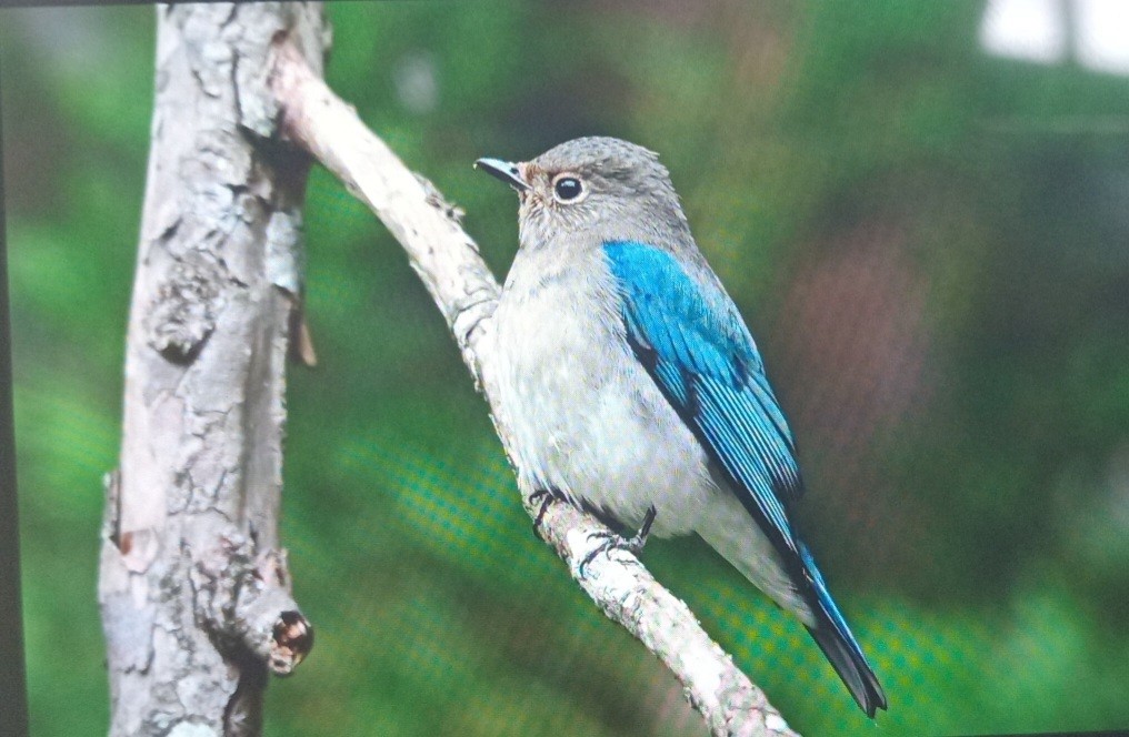 Blue-and-white Flycatcher - ML627685651