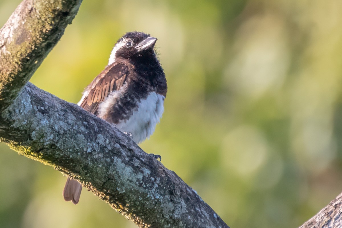 Barbican oreillard (leucotis/kilimensis) - ML627685674