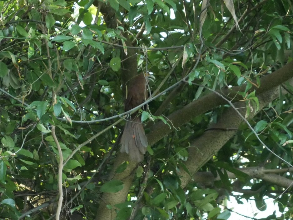Rufous Coucal - ML627685676