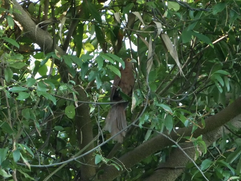 Rufous Coucal - ML627685677