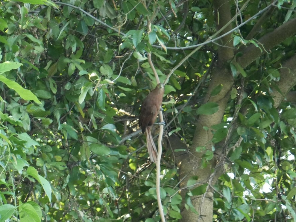 Rufous Coucal - ML627685678