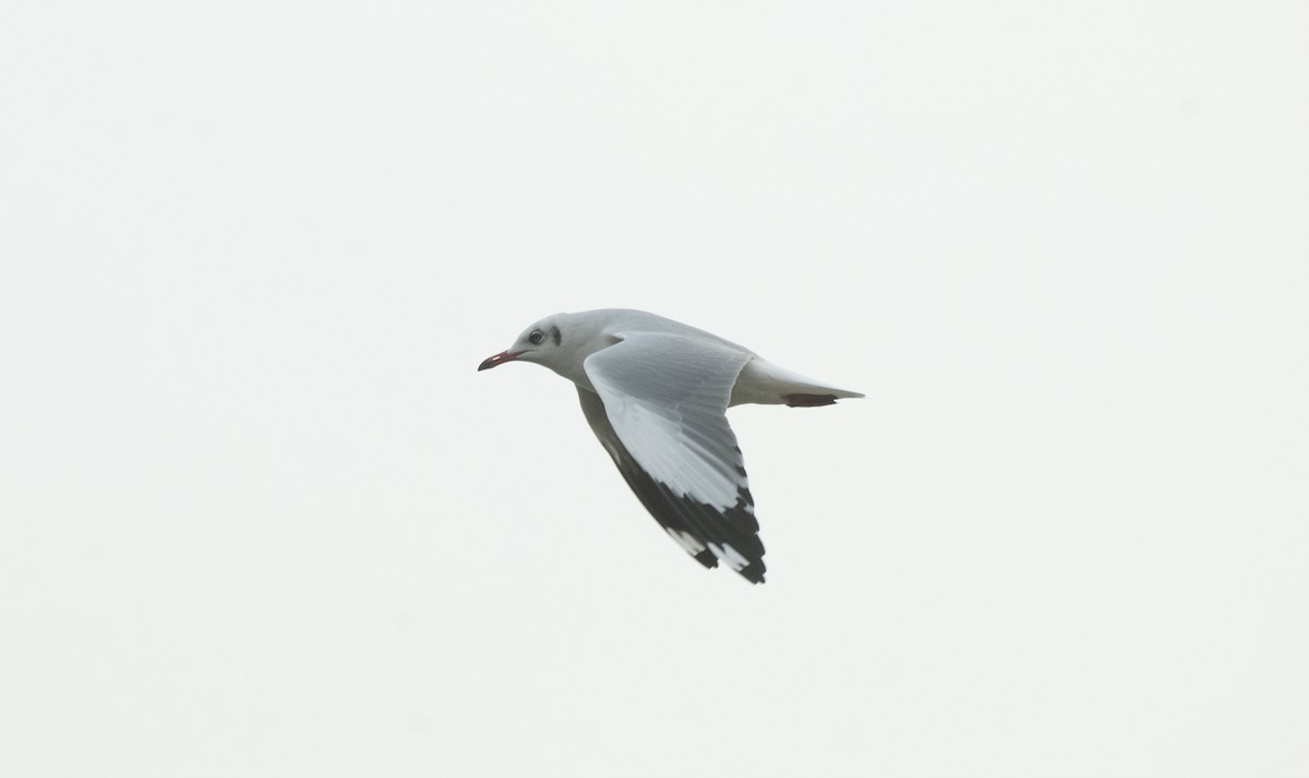 Brown-headed Gull - Yuxuan Yang