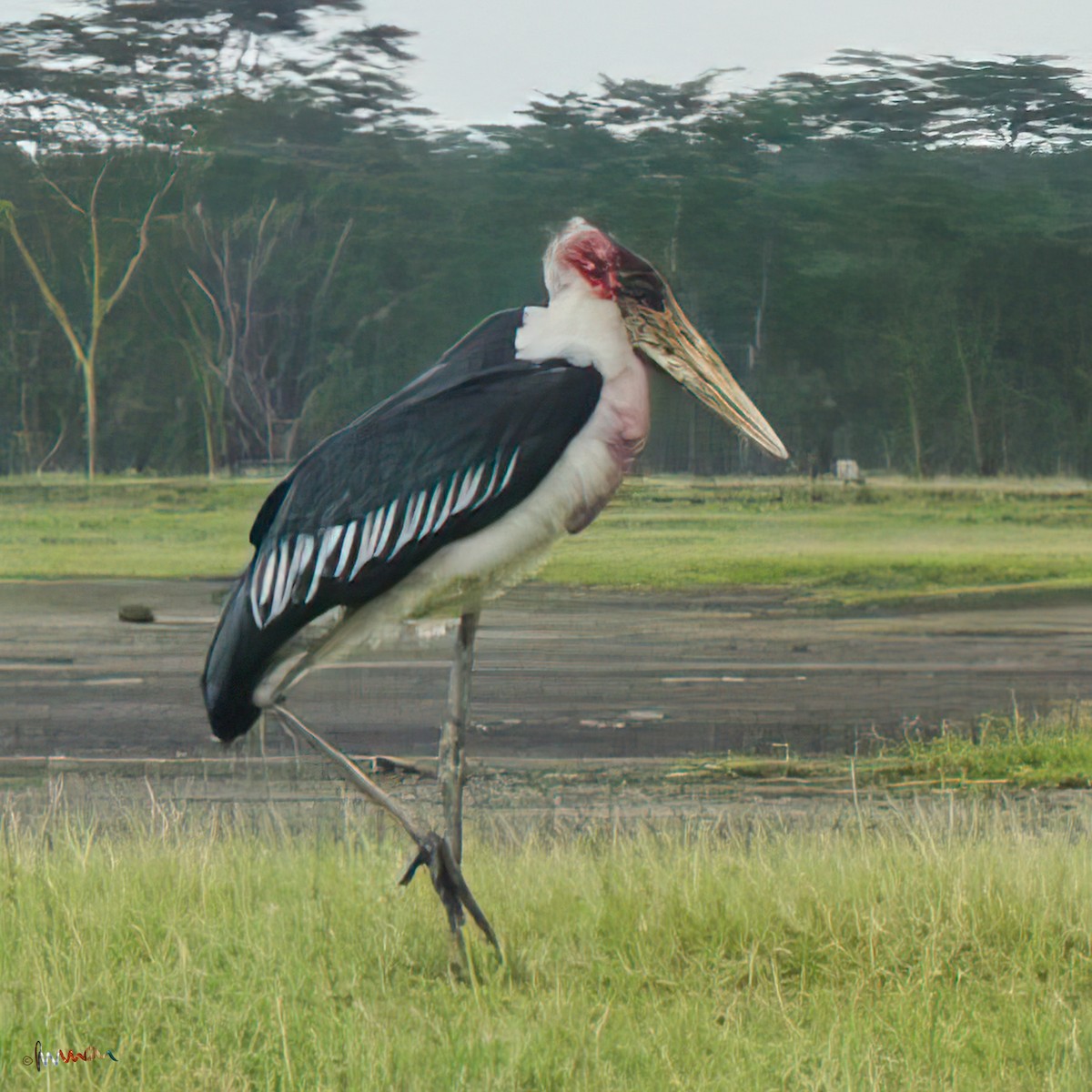 Marabou Stork - ML627685741