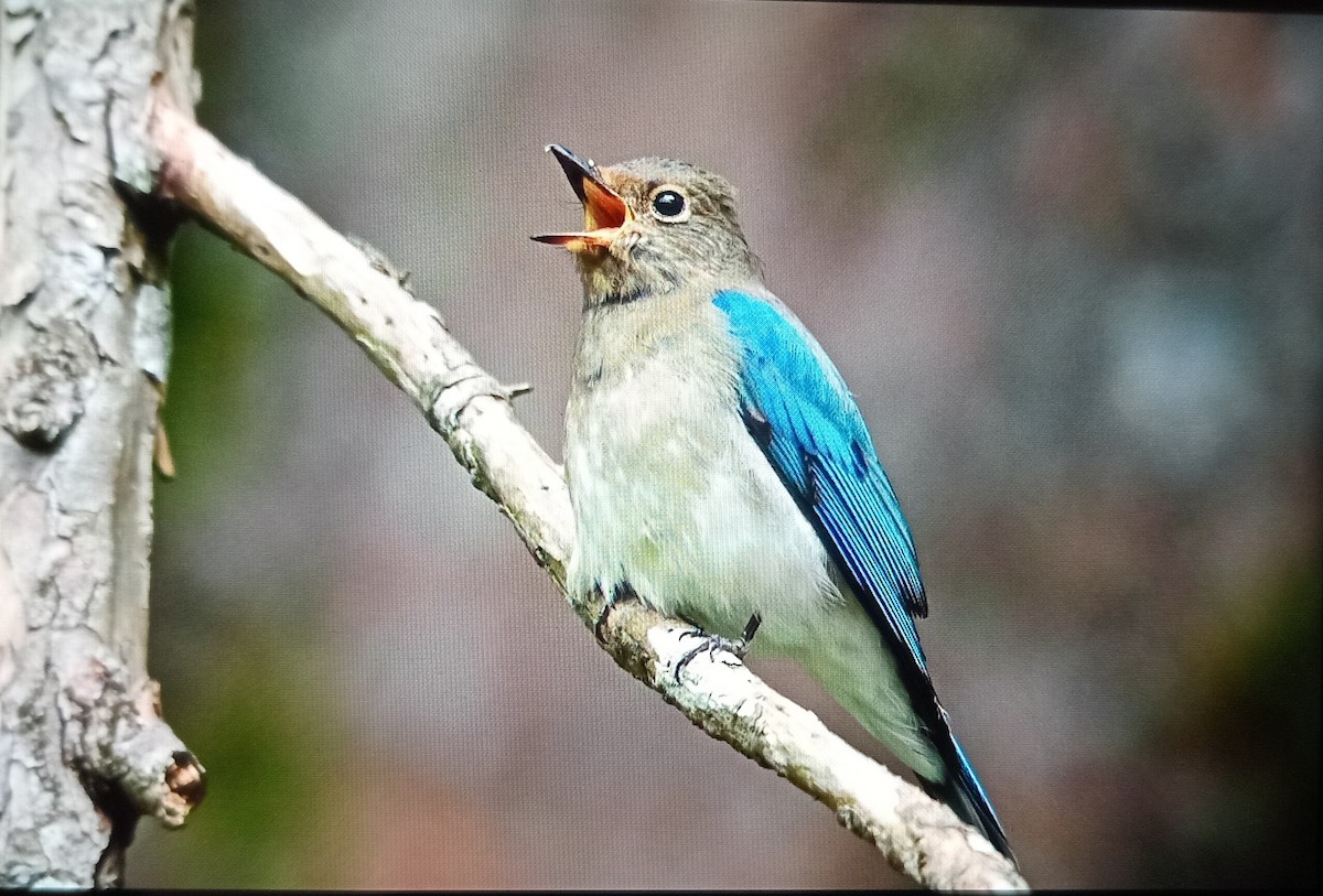 Blue-and-white Flycatcher - ML627685742