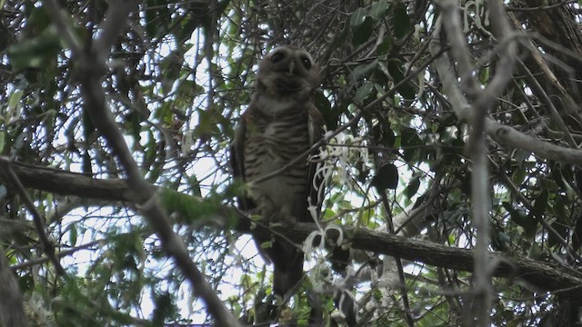 White-browed Owl - ML627685841