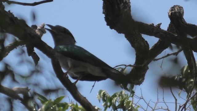 Cuckoo-roller - ML627685863