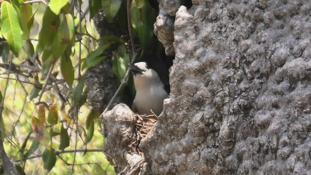 Hook-billed Vanga - ML627685871