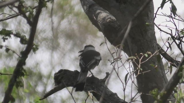 Hook-billed Vanga - ML627685872