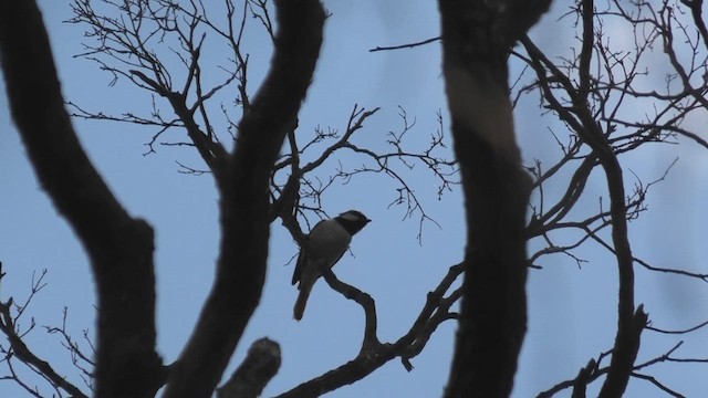 Red-tailed Vanga - ML627685873