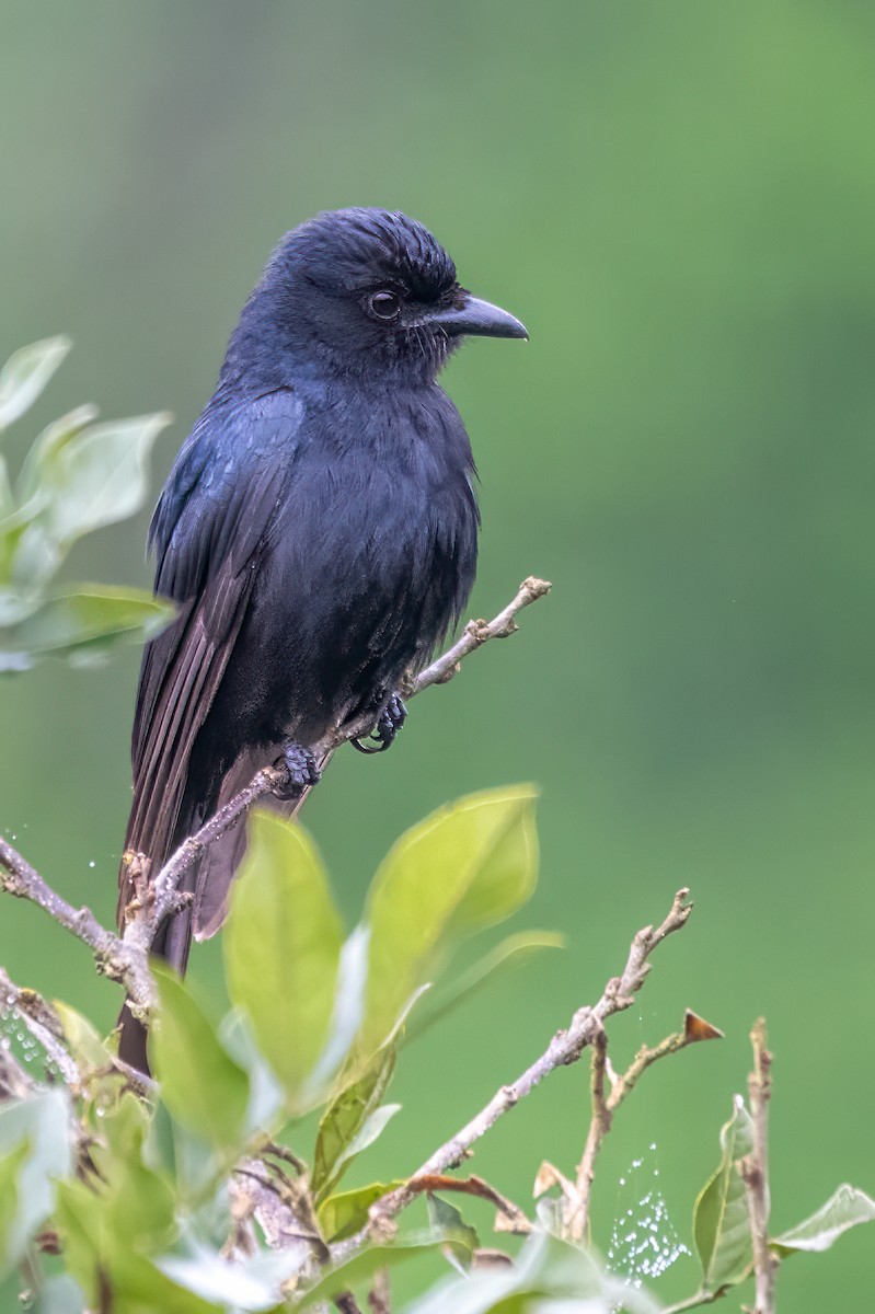 Square-tailed Drongo - ML627685915