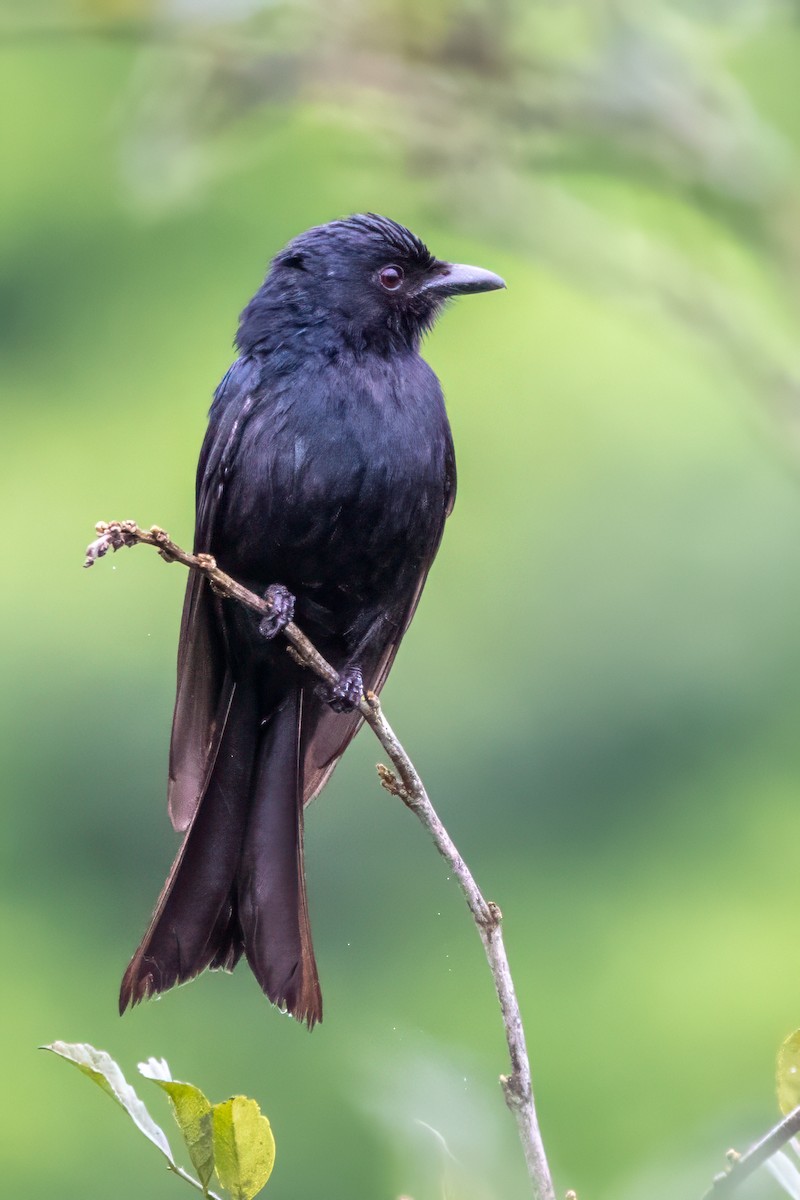 Square-tailed Drongo - ML627685964