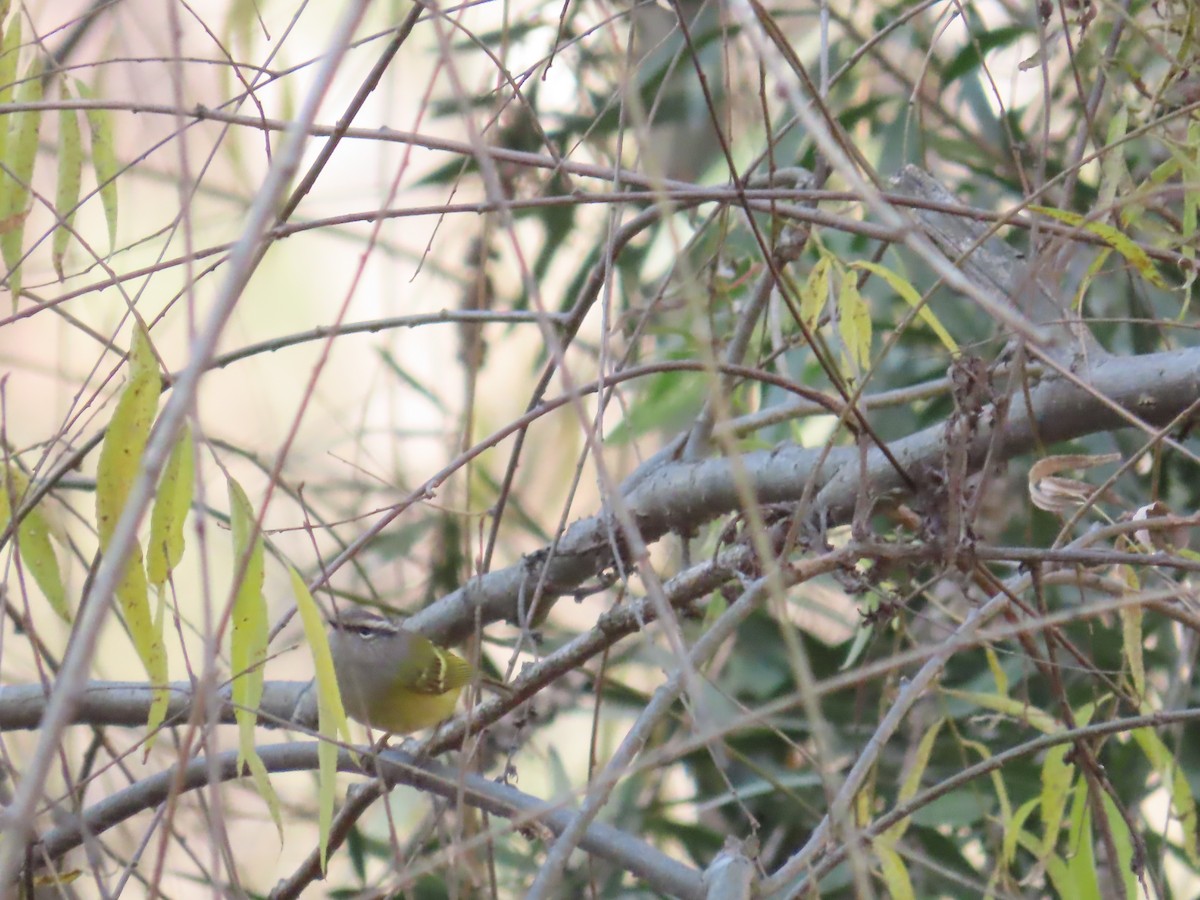 Gray-hooded Warbler - ML627685972