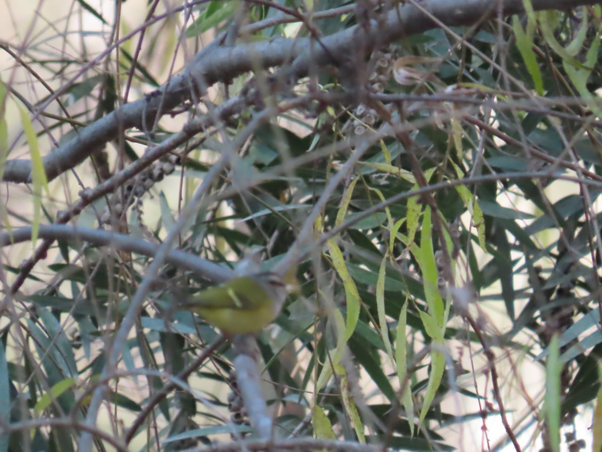 Gray-hooded Warbler - ML627685973