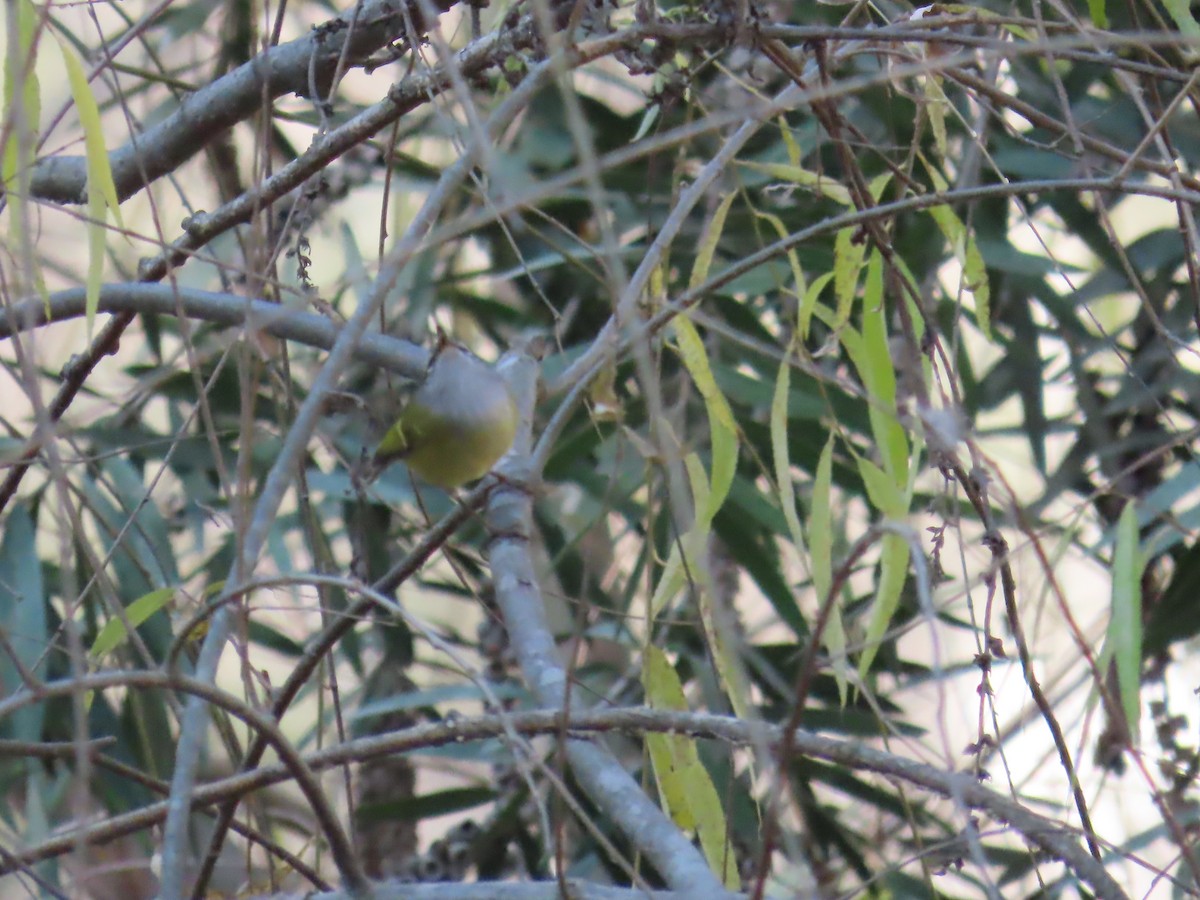 Gray-hooded Warbler - ML627685974