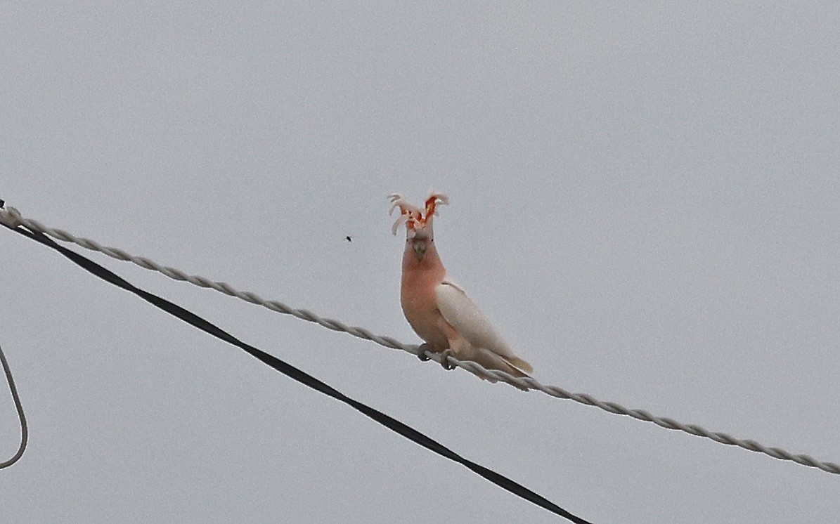 Pink Cockatoo - ML627686032