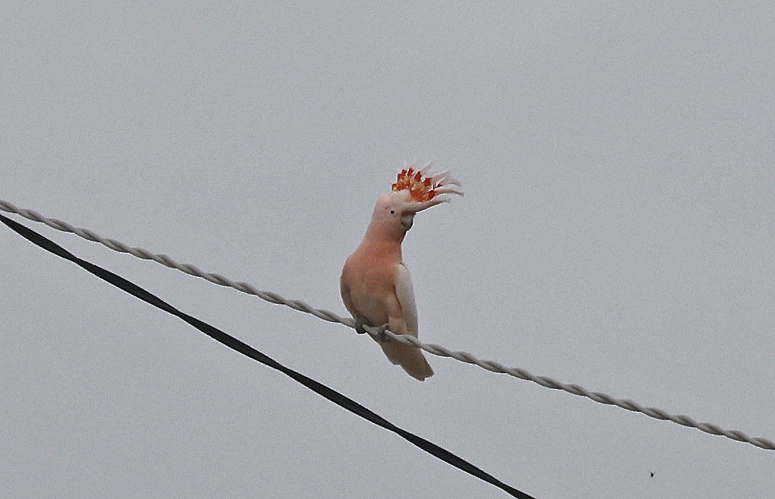 Pink Cockatoo - ML627686033