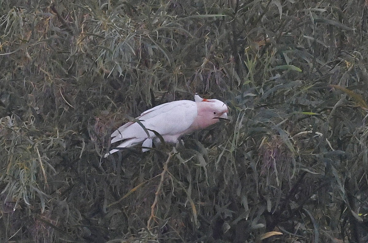 Pink Cockatoo - ML627686034