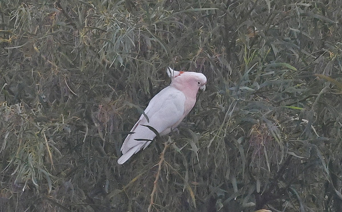 Pink Cockatoo - ML627686037