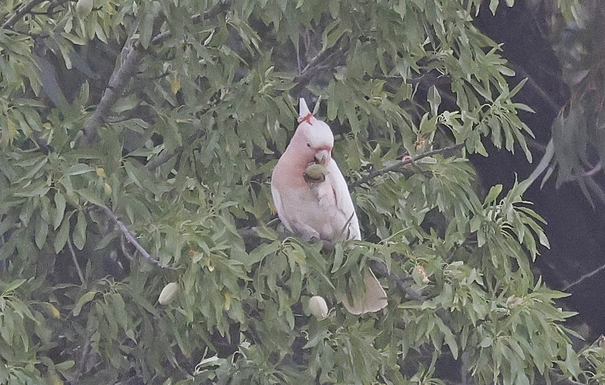 Pink Cockatoo - ML627686038